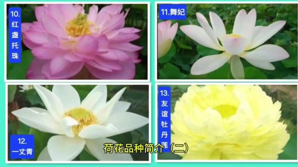 莲花历史品种大全_有哪些珍稀品种