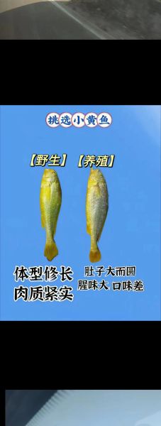 吃鱼有什么好处_怎样挑选新鲜鱼