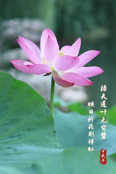 荷花艺术写真怎么拍_荷花写真拍摄技巧