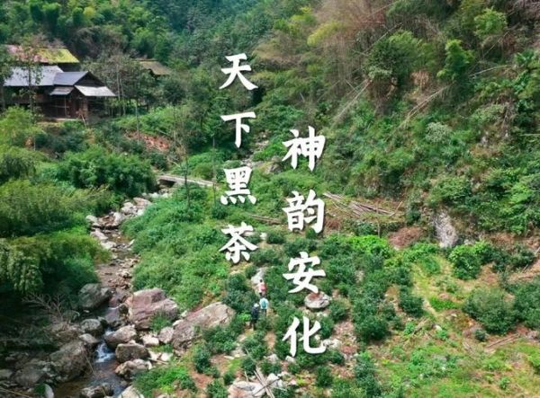 安化黑茶起源_安化历史大事记