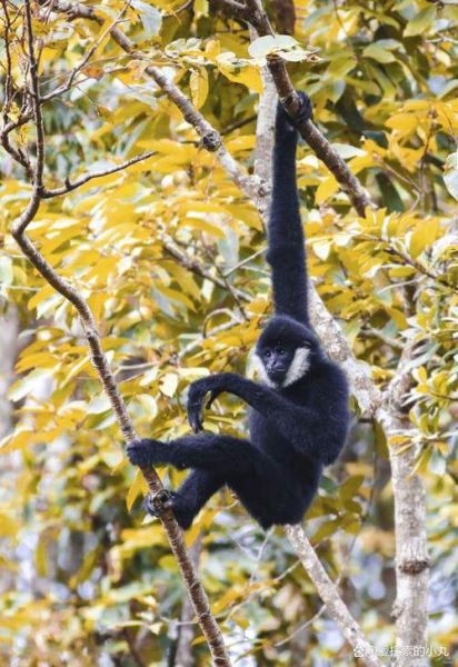 猿猴种类大全_现存猿猴有哪些