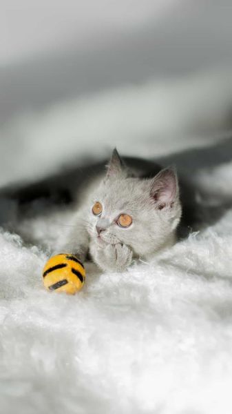 民俗艺术有哪些_民俗艺术怎么传承