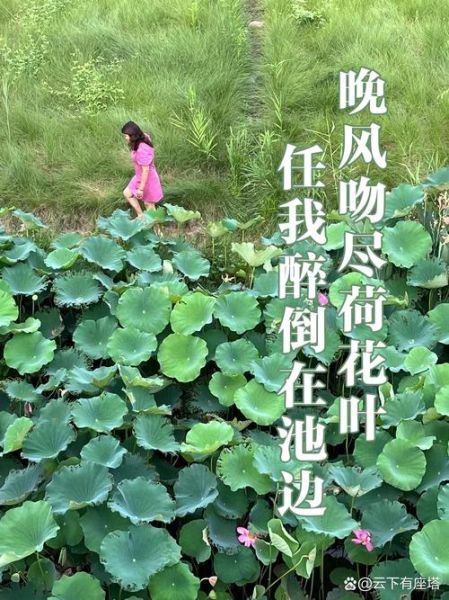 荷花怎么拍才好看_荷花文案怎么写有艺术感