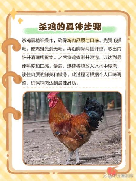 农村杀鸡怎么杀_农村杀鸡的正确步骤