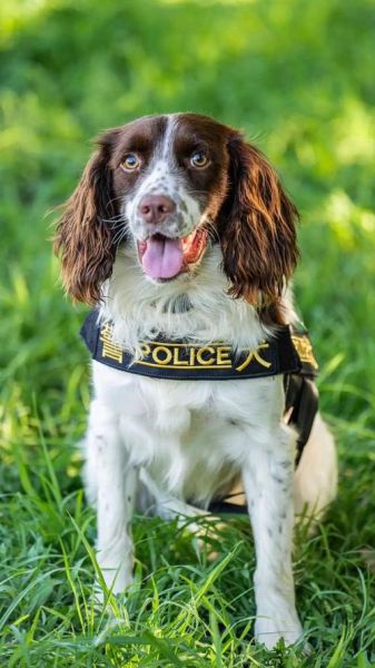 中国警犬历史大全_警犬品种有哪些