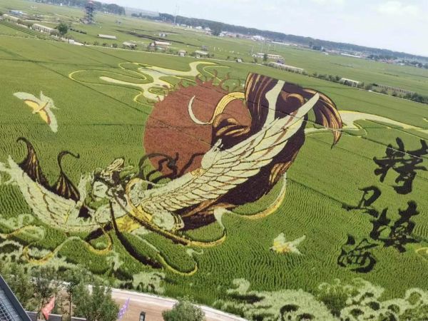 稻田艺术是什么_稻田艺术怎么玩