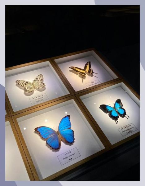 艺术蝴蝶展门票价格_值得带孩子去吗