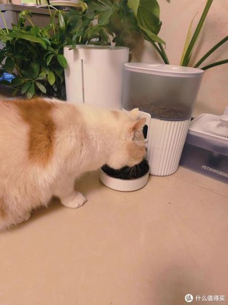 宠物智能喂食器哪个牌子好_怎么选自动投喂机