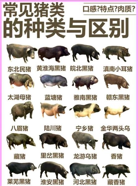 猪的日常饮食_猪的生活习性