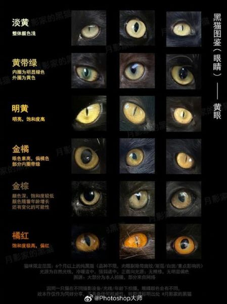 猫眼历史图片大全_如何查找高清原图