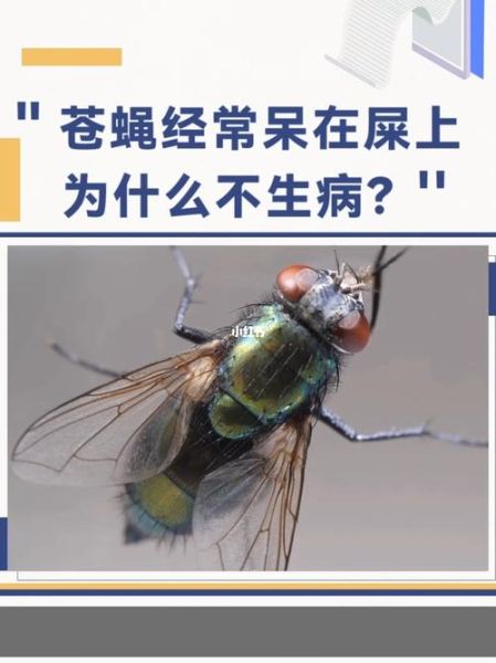 苍蝇的历史起源_苍蝇为什么能活到现在