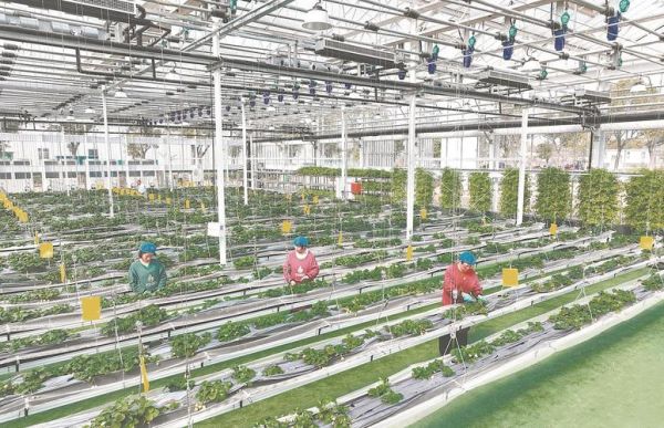 智慧农业设备有哪些_精准农业技术如何落地